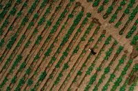 How to Embrace Regenerative Agriculture for Soil Health and Sustainability